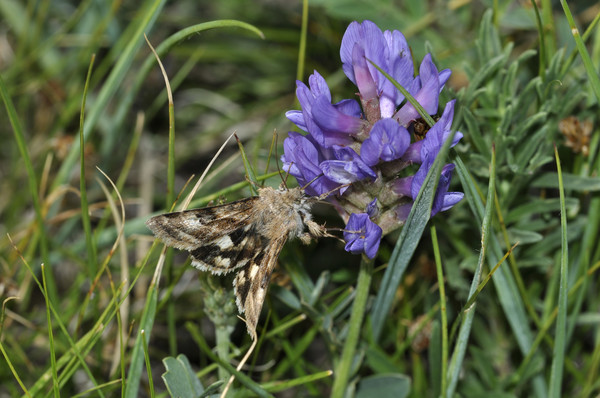 Moths are pollinators...