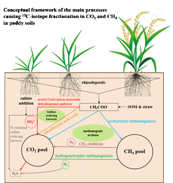 Conceptual framework of the main processes  causing 13C-isotope fractionation in CO2 and CH4  in paddy soils