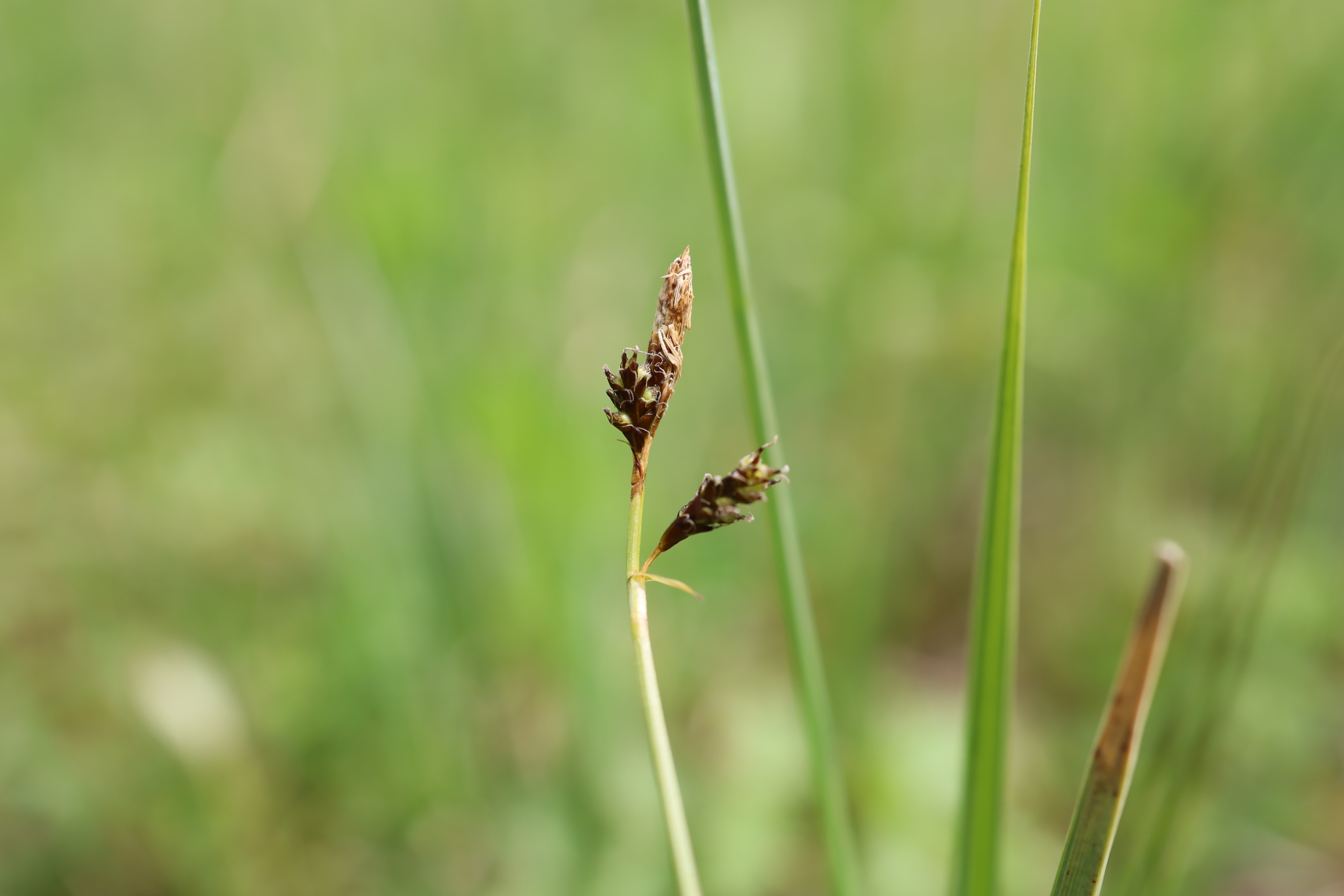 Carex caryophyllea_Lisa-Silbernagl