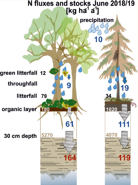 Vergleich der N-Bilanz des Trockenjahres 2018/19 zwischen Buchen- und Fichtenbeständen im Hainich, Thüringen (AquaDiva-Projekt)