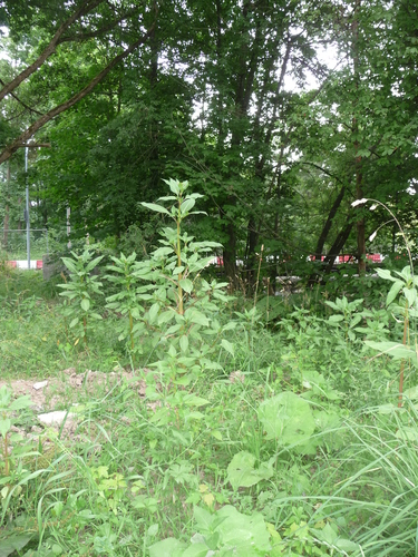 ZZ Tafel 01: Impatiens glandulifera auf dem LGS-Gelände (Juli 2015)