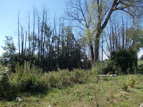 Z 5. Tafelschwerpunkt: Tote Erlen, alte Biberspuren (Nr. 120+12)