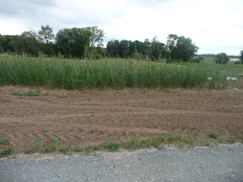 ZZ Tafel 05: Alternativstandorte Weidentafel