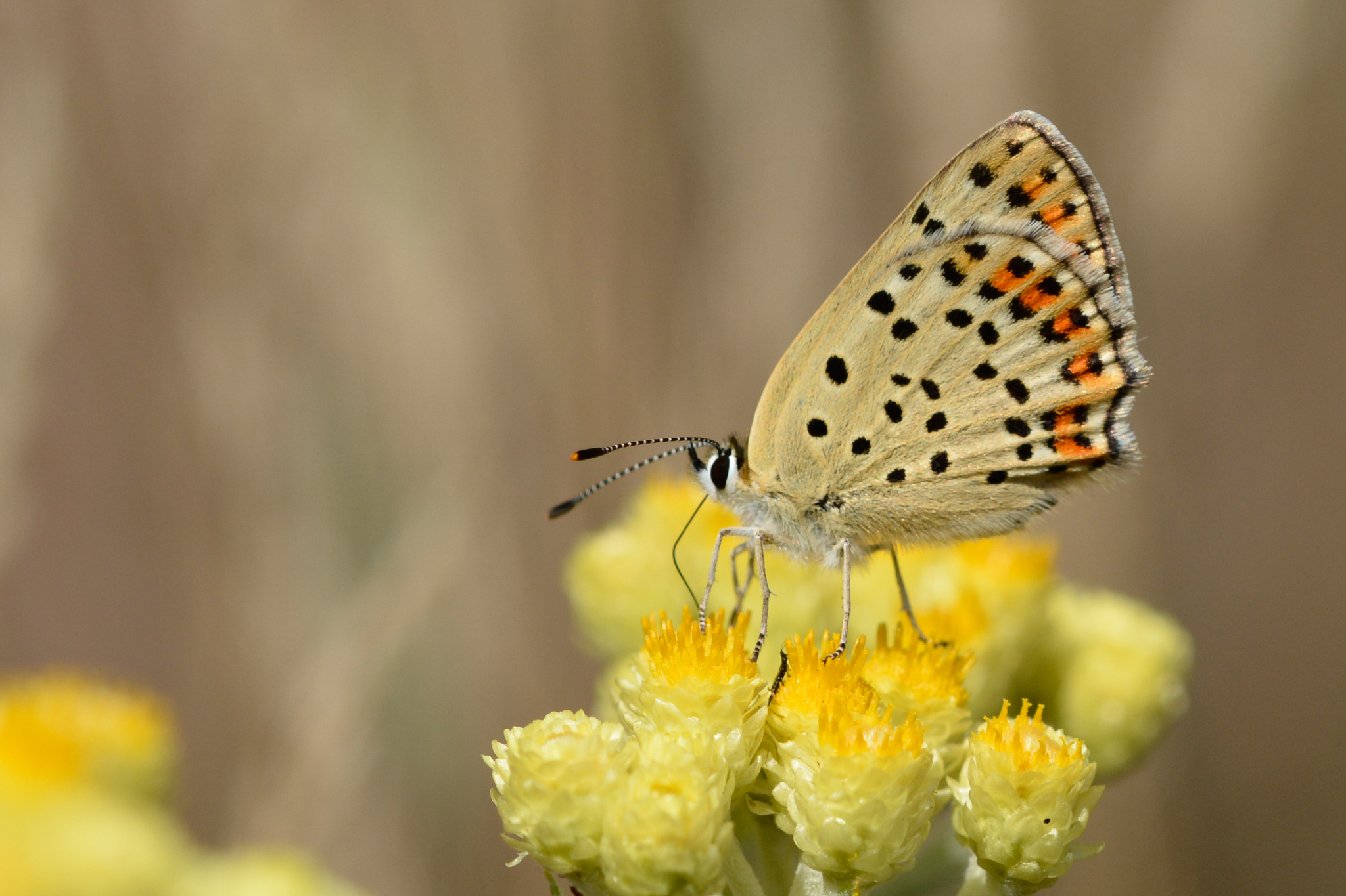 Nitrogen enrichment in host plants increases the mortality of common Lepidoptera species