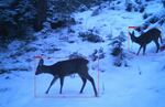 https://www.uni-bayreuth.de/press-releases/Wildlife-Monitoring