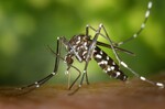 https://www.uni-bayreuth.de/en/press-release/tiger-mosquito-education