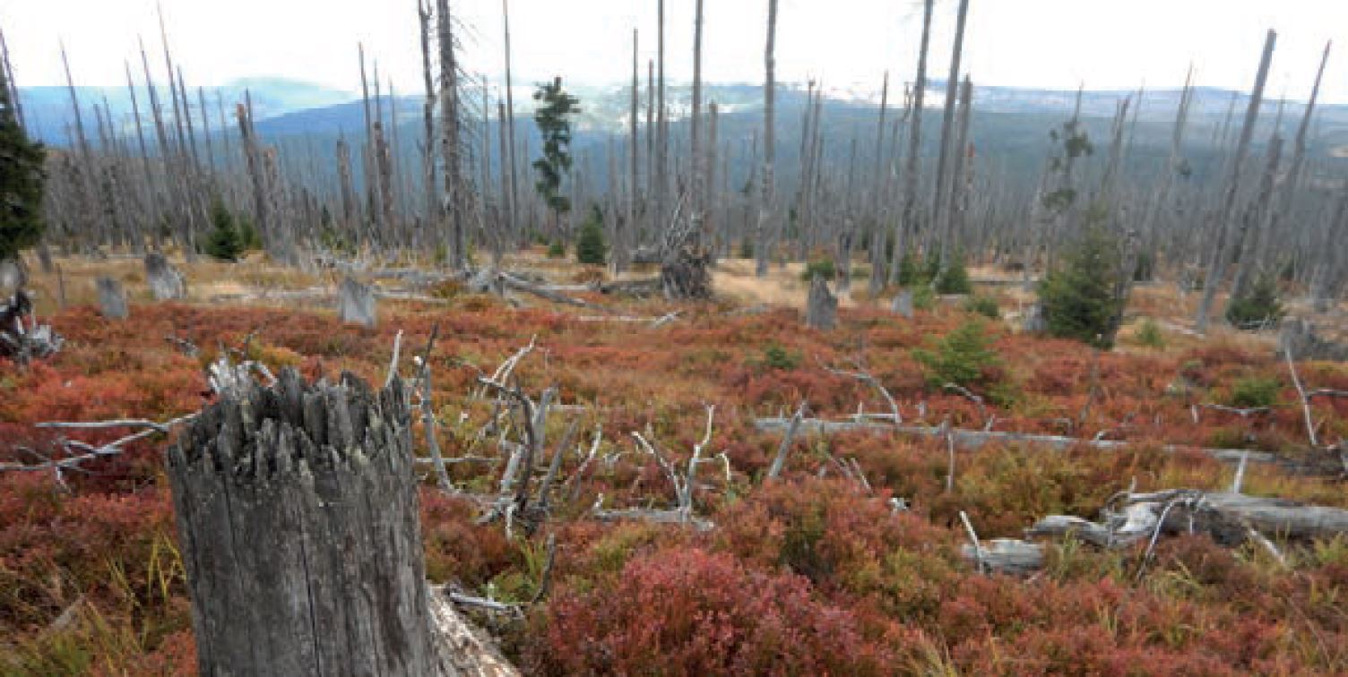 Foto: Höhenlage im Nationalpark Bayerischer Wald mit ehemaliger natürlicher Fichtenvegetation nach Borkenkäferausbruch (© Carl Beierkuhnlein)