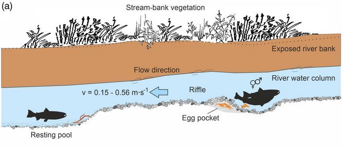 Bild aus "Hydropeaking impairs upstream salmonid spawning habitats in a restored Danube tributary"