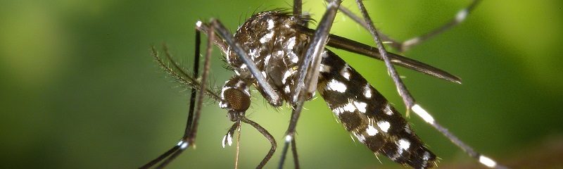 CDC-Gathany-Aedes-albopictus