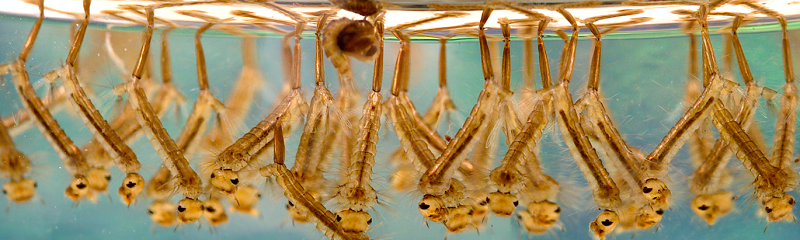 Culex_sp_larvae_CDCJames Gathany