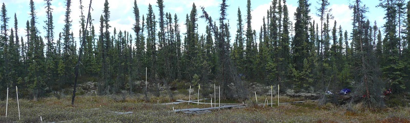 Moor im Permafrost in Alberta (Foto: Klaus-Holger Knorr)