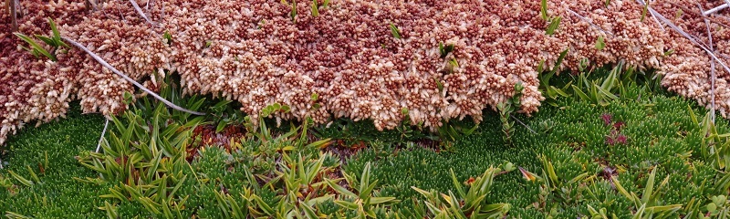 Sphagnum magellanicum in Patagonien (Foto: Klaus-Holger Knorr)