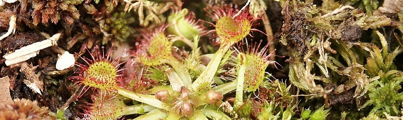 Drosera rotundifolia cBerndH