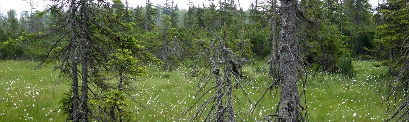 Fichtenmoorwald (Foto: Franz Leibl, Latschenfilz)