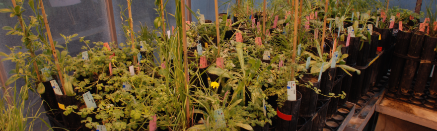 Wiesenarten Forschung