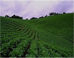 South Korea Cultivation of crops on steep slopes in Korea