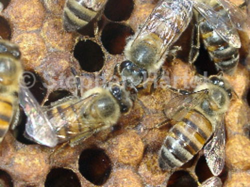 Härtel Apis mellifera