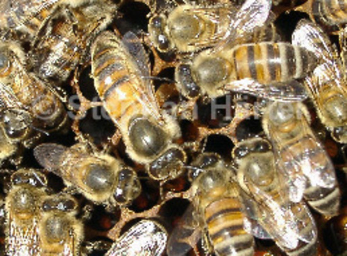 Härtel Apis mellifera2 Härtel Apis mellifera2