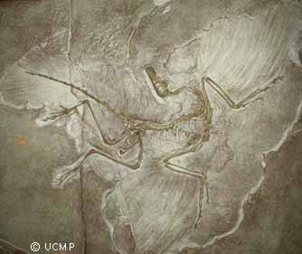 Archaeopteryx