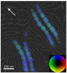 Magnetosomes