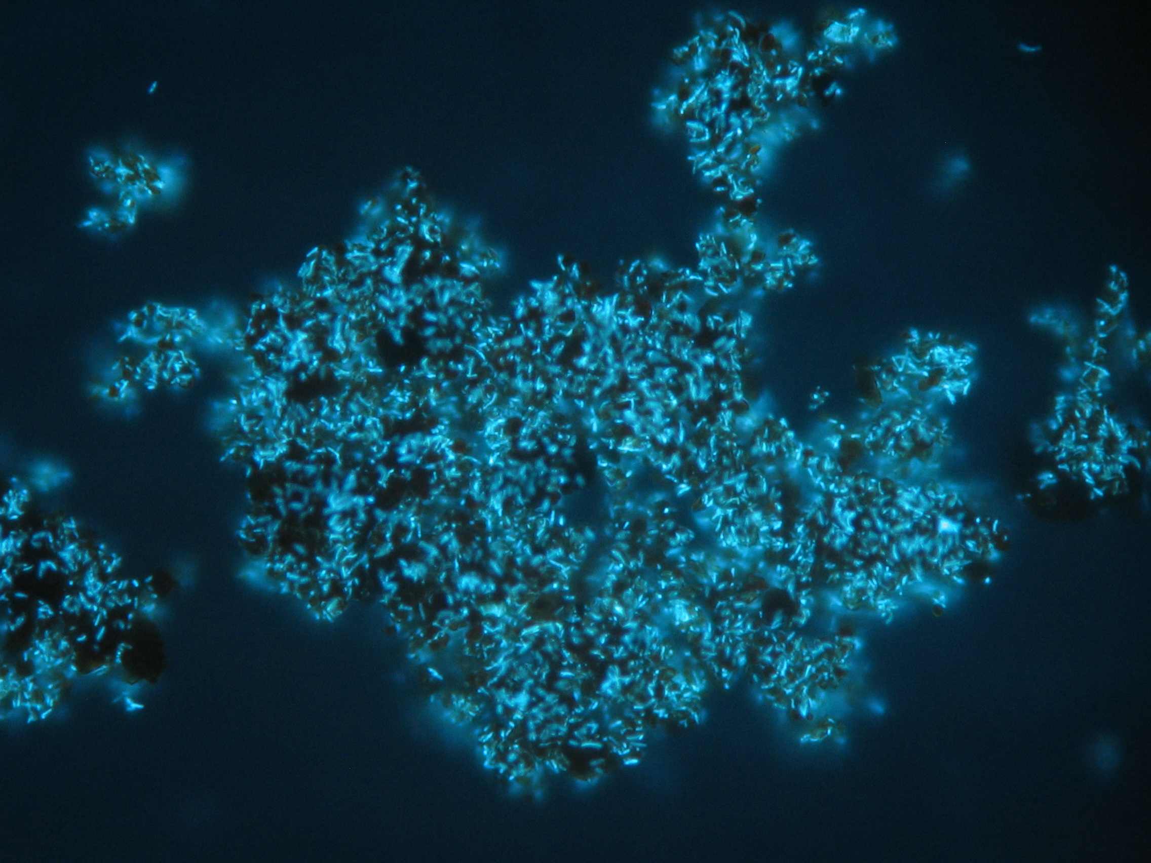 Microscope pictures of iron oxide aggregates: fluoreszenz mode