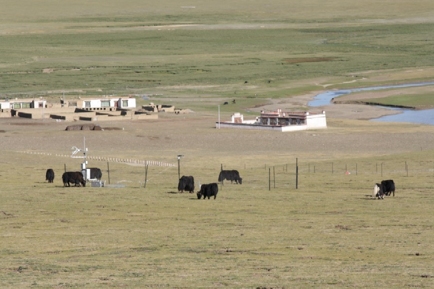 Tibet_Kema_yak