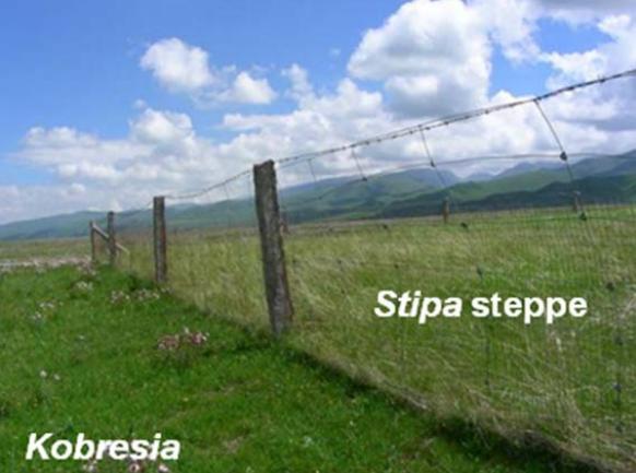 Fence_Kobresia_Stipa