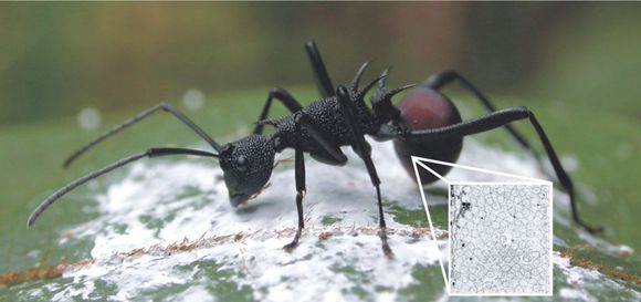 Polyrhachis mit Blochmannia