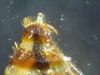 Cimex lectularius paramere