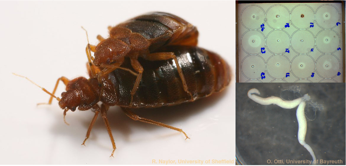 Cimex lectularius mating