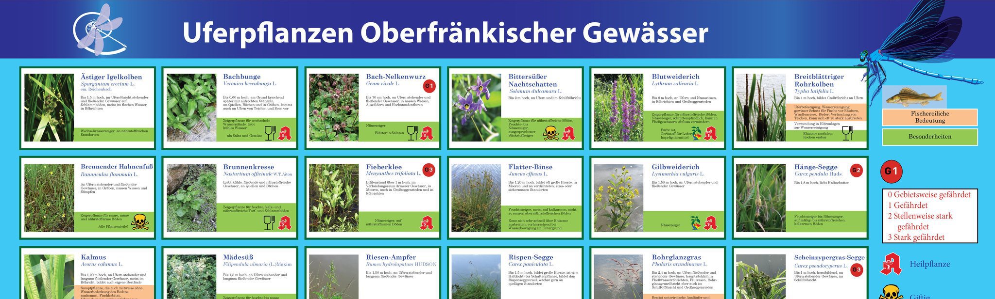 Schautafel Uferpflanzen