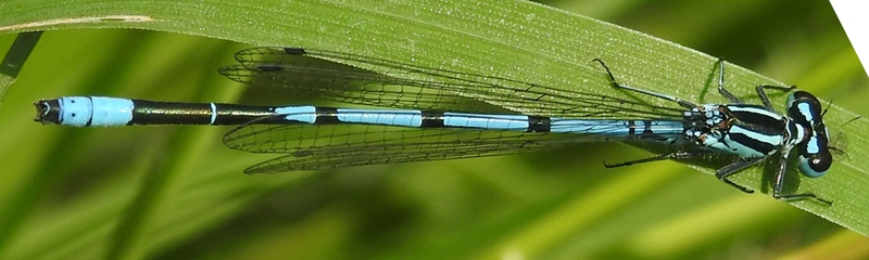 Fotogalerie Libellen (Foto: Georg Holzheu)