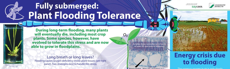 Fully submerged: Plant Flooding Tolerance