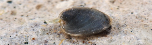 Kleintiere im Wasser I (Foto: Biopix.dk, JC. Schou)