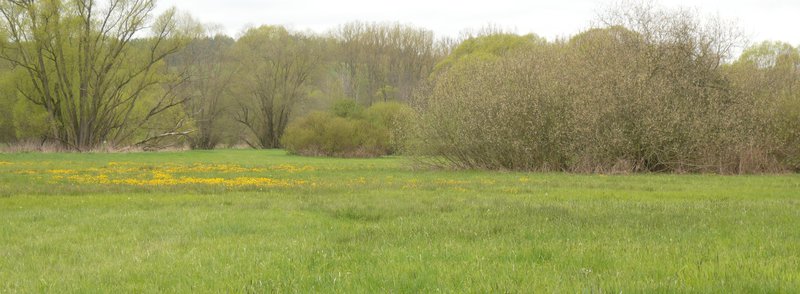 Weiden am Fluss