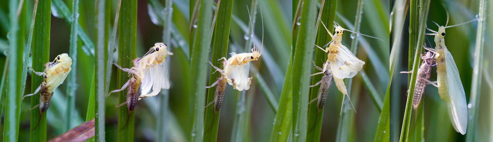 Steinfliege (Nemoura spec) von der Larve bis zur Fliege