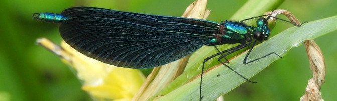 Blauflügelige Prachtlibelle