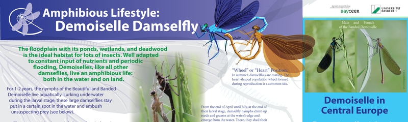 Demoiselle Damselfly