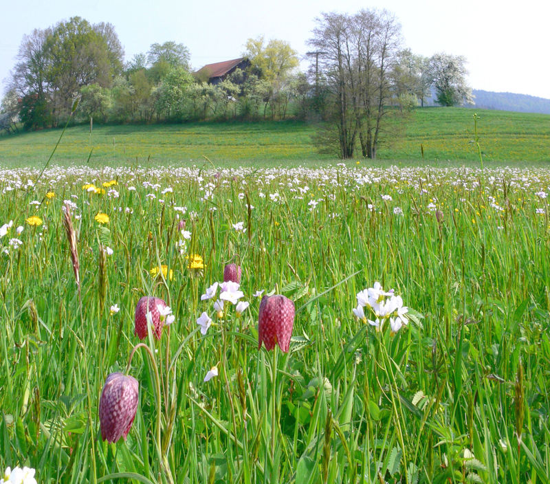 Schachblumen Rotmainaue (Foto: Pedro Gerstberger)