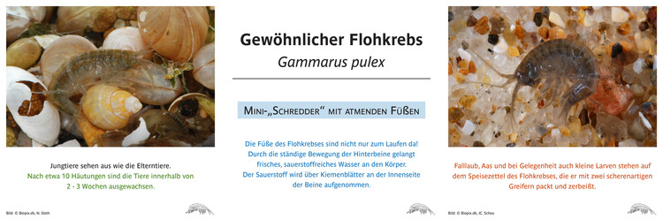 Gewöhnlicher Flohkrebs