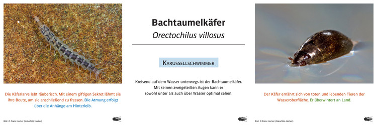 Bachtaumelkäfer