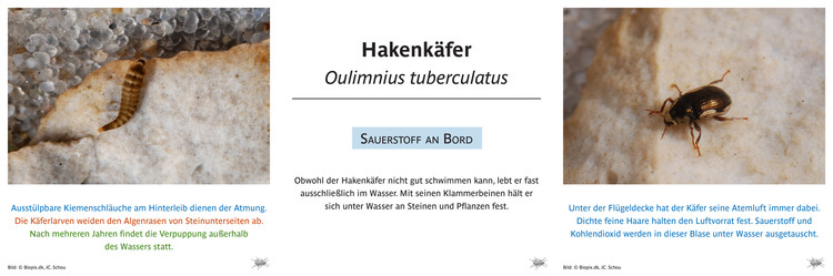 Hakenkäfer