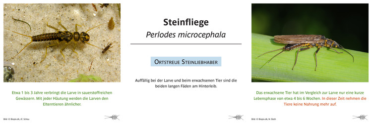 Steinfliege