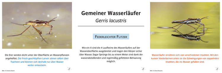 Gemeiner Wasserläufer