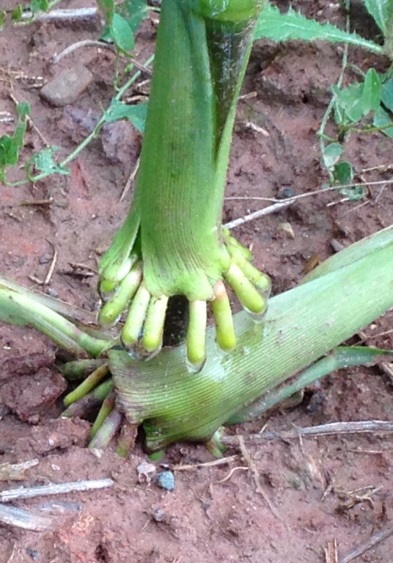 crown roots of maize