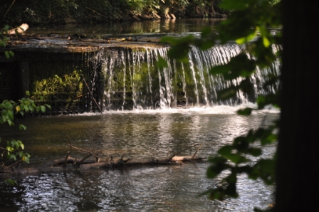 Oberlauf Bach (Foto: Barth, FAU)