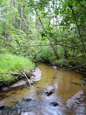 Sedimentfrachten in einem Bach (Foto: Geist, TUM)