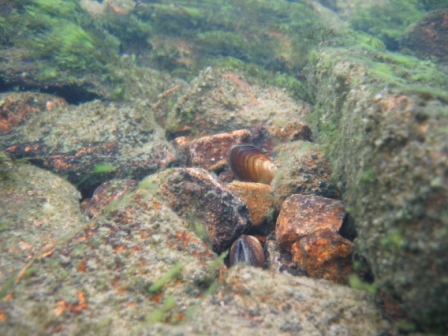 Bachmuscheln zwischen Steinen (Foto: Geist, TUM)