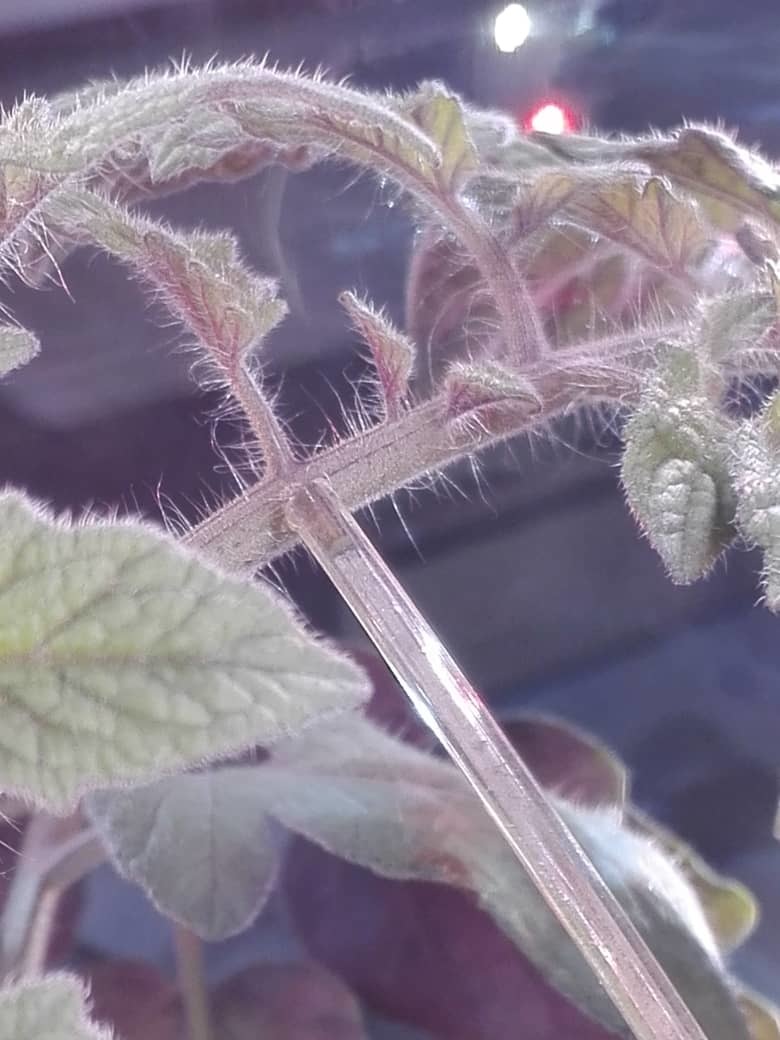 close-up-tomato-sapflow