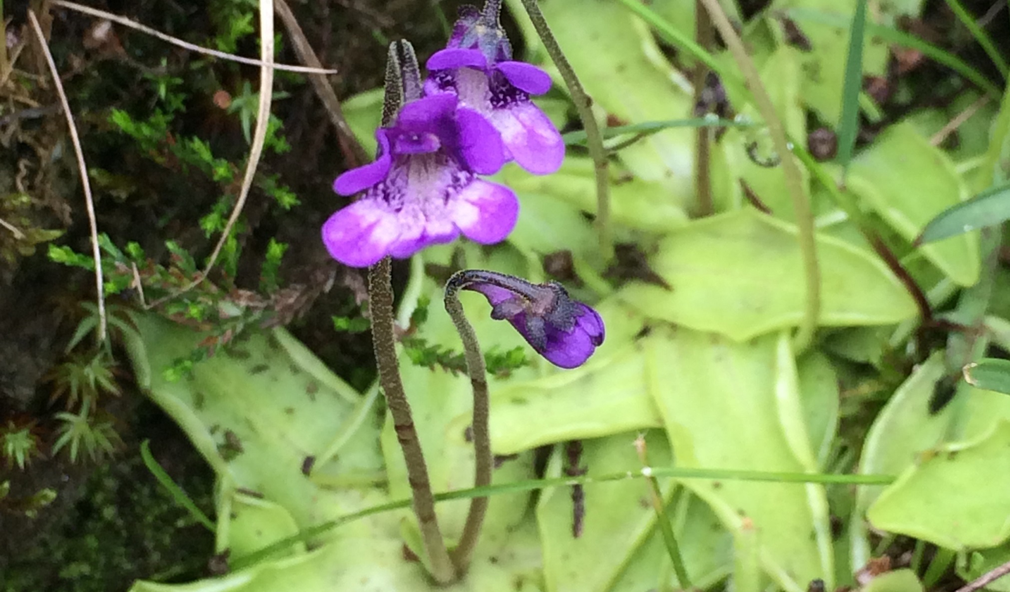 Flower Pinguicula vulgaris